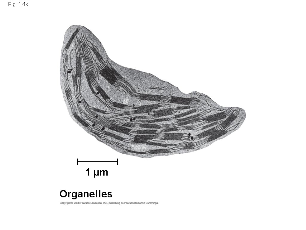 Fig. 1-4k 1 µm Organelles